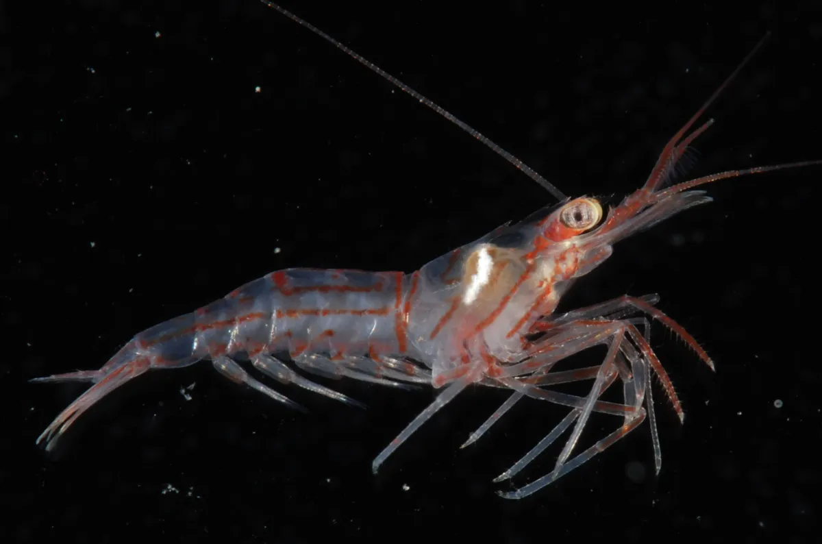 Crevette nettoyeuse de l'Atlantique — photo 1 sur 4