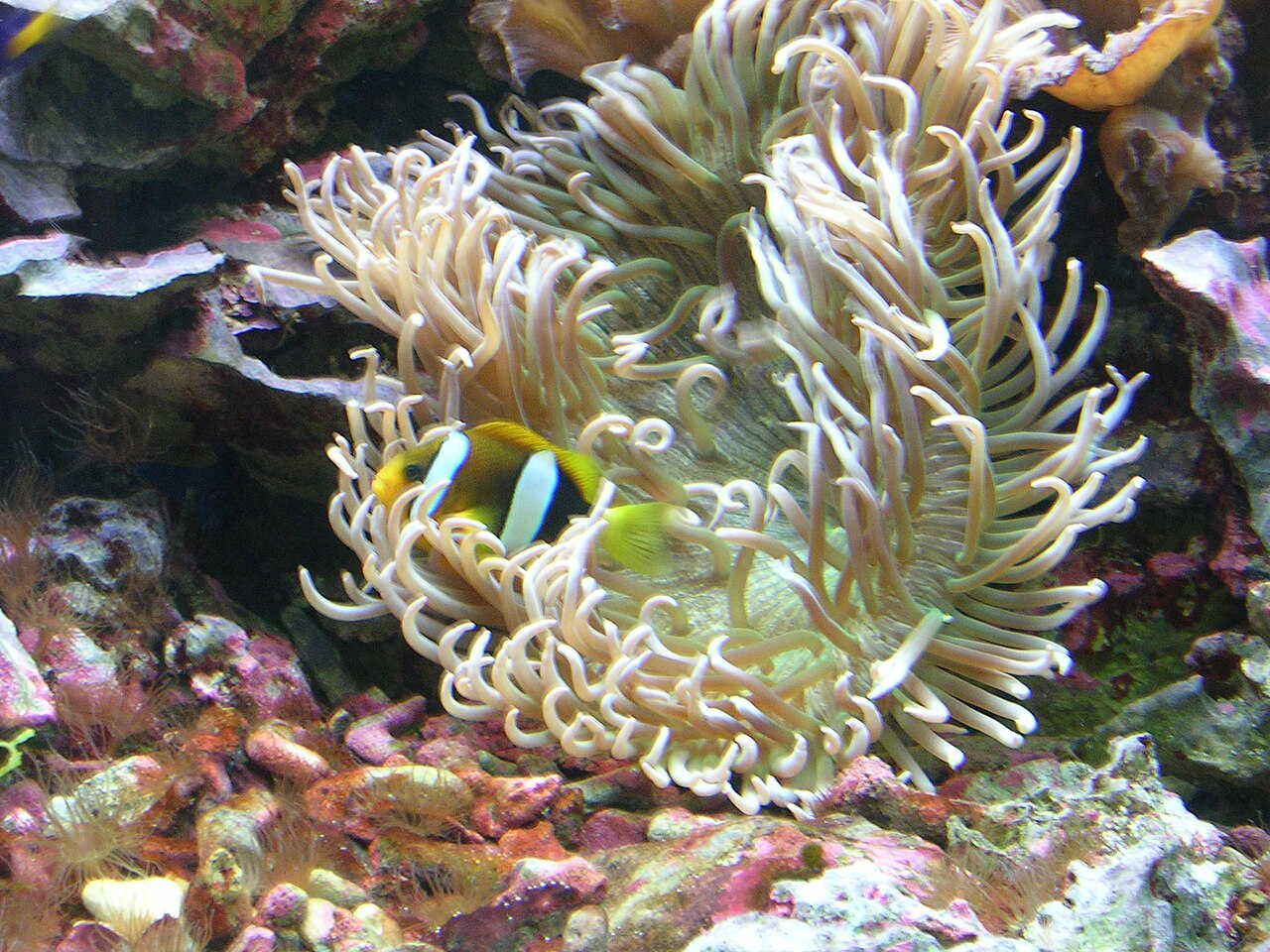 Anémone à longs tentacules