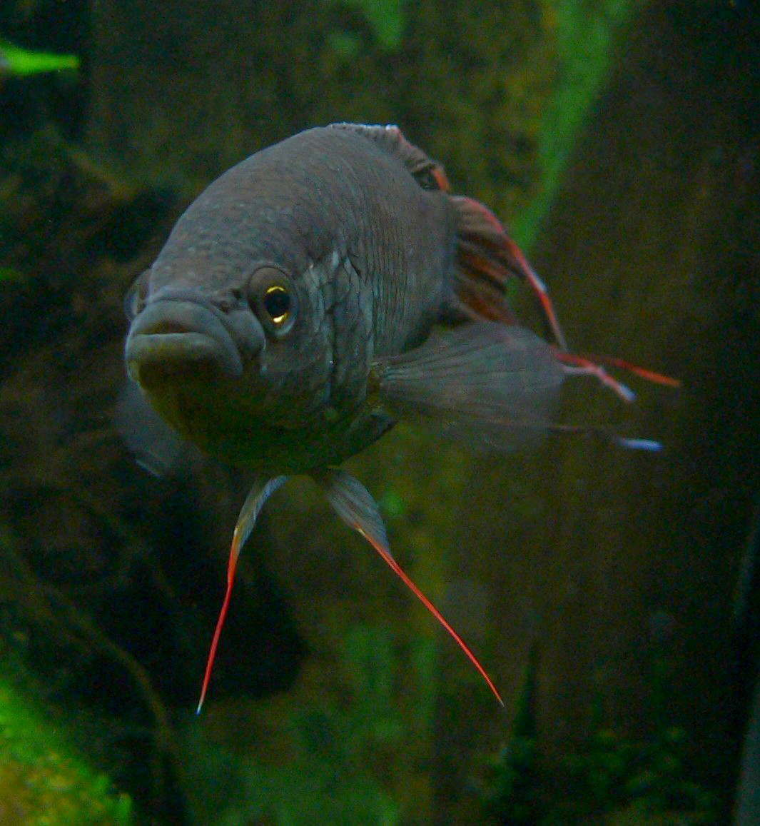 Paradisier à nageoires rouges