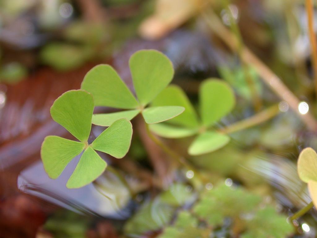 Marsilée à quatre feuilles