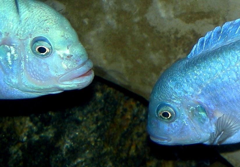 Cichlidé zèbre cobalt