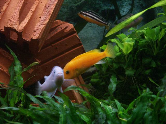 Cichlidé zèbre rouge