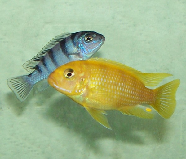 Cichlidé de Lombardo