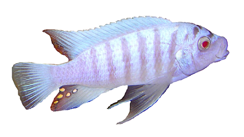 Cichlidé zèbre du Malawi
