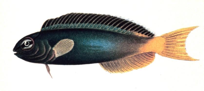 Blennie à fourche