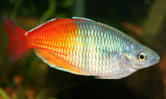 Arc-en-ciel de Boeseman