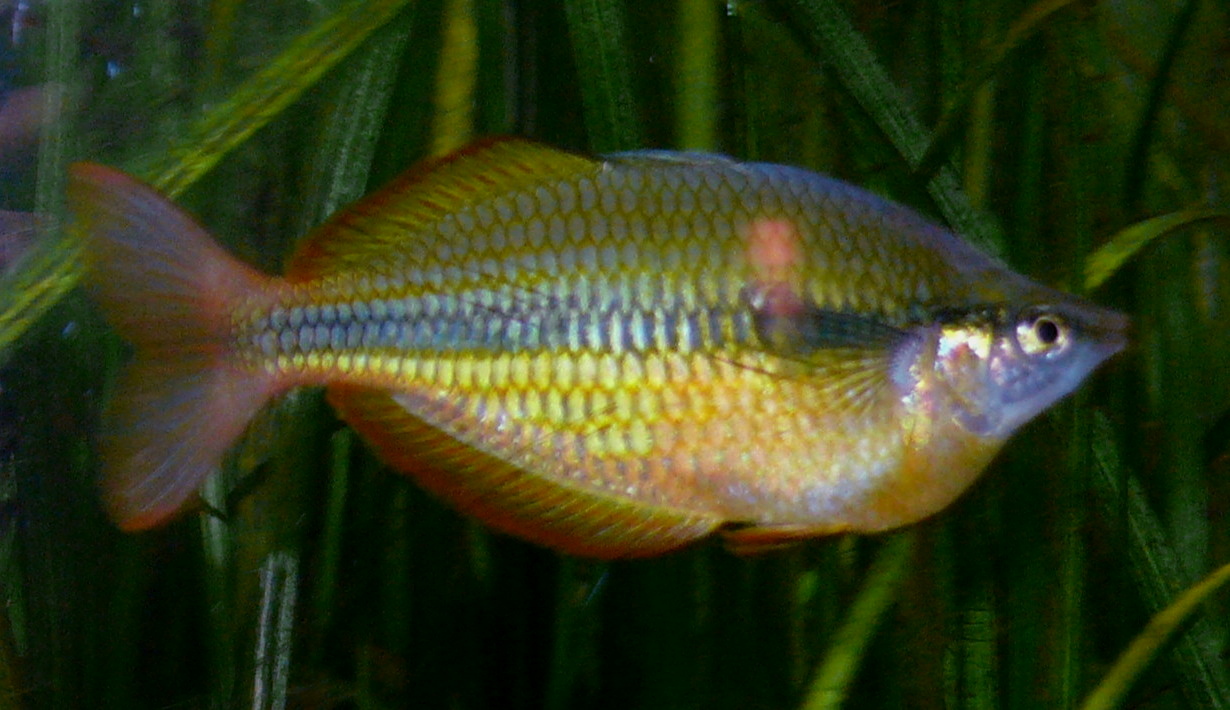 Arc-en-ciel du lac Tebera