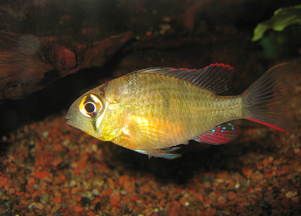 Ramirezi bolivien