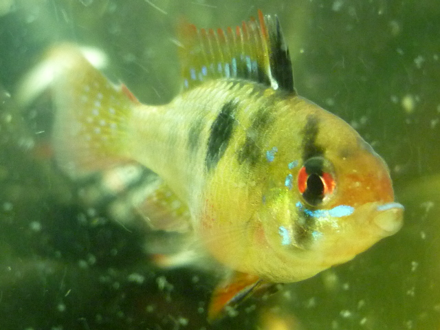 Ramirezi