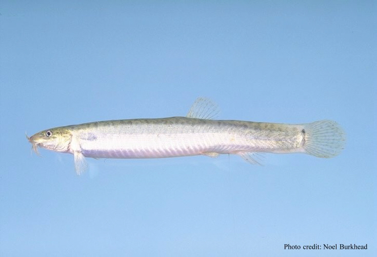 Loche de rivière