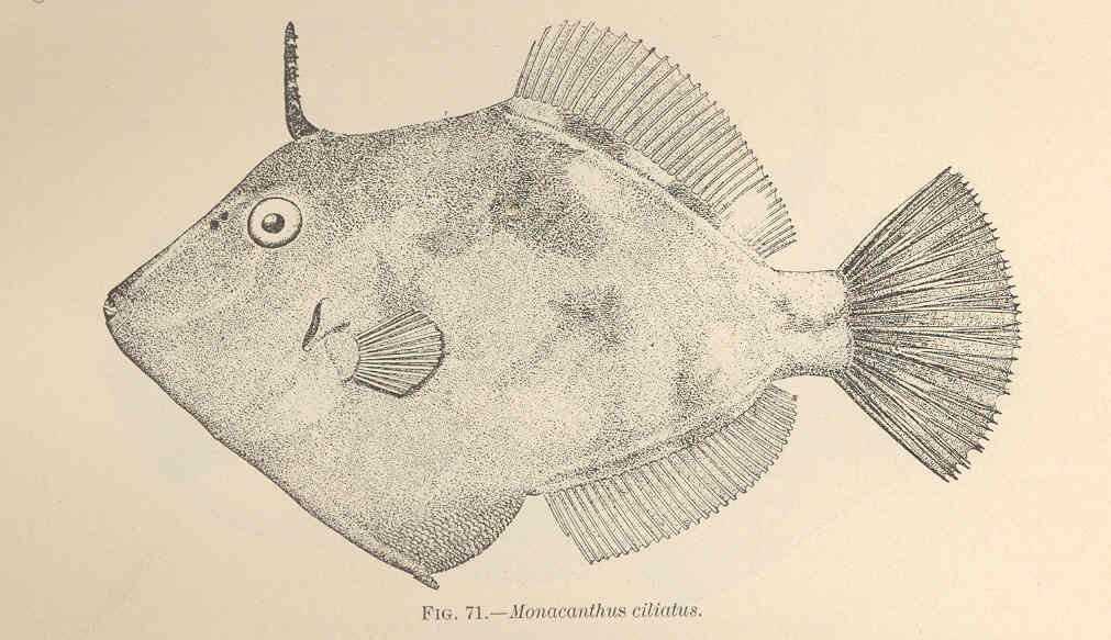 Poisson-lime frangé