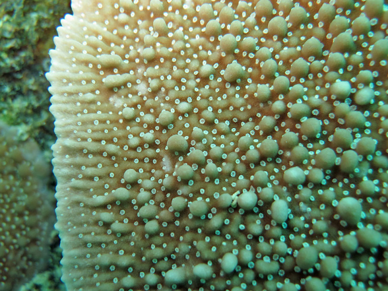 Montipora de Dana