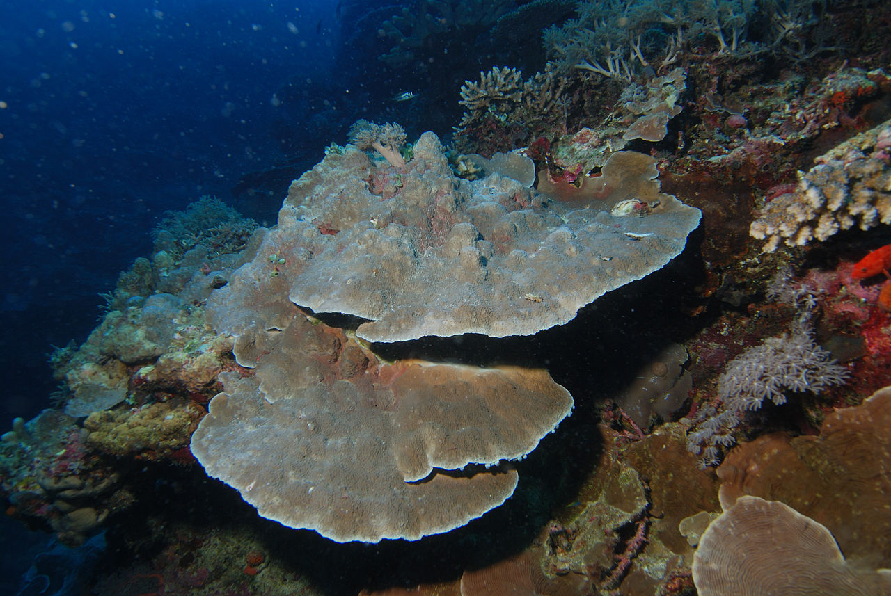 Montipora folié