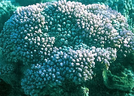 Montipora informe