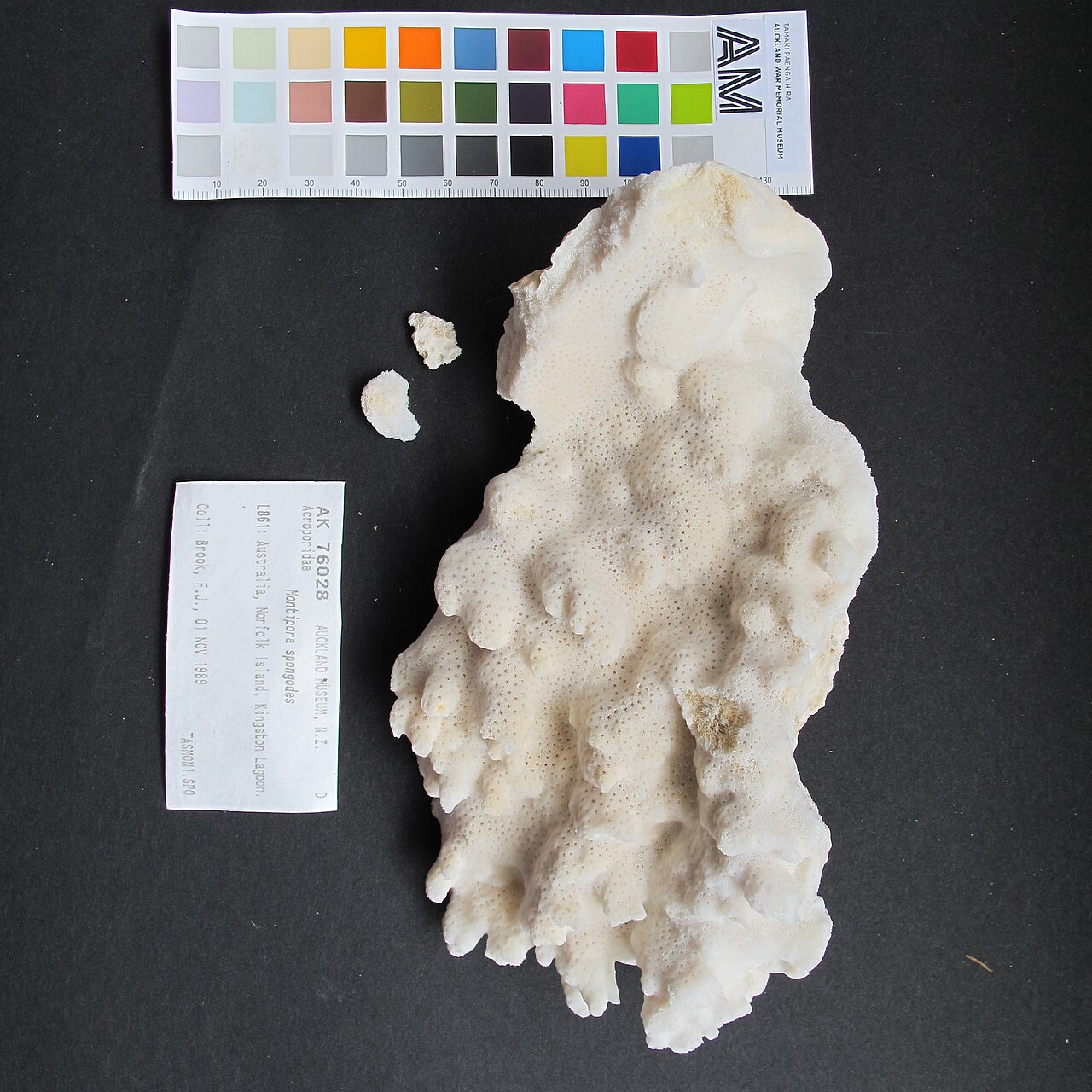 Montipora éponge