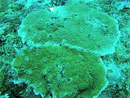 Montipora tuberculé