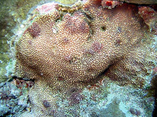 Montipore verruqueux