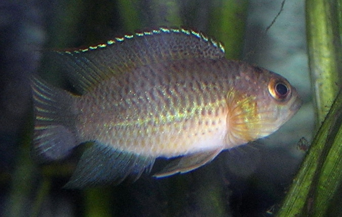 Nannacara doré