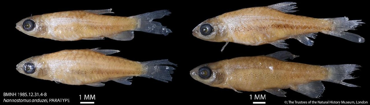 Poisson-crayon d'Anduze