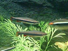 Nannostome de Beckford
