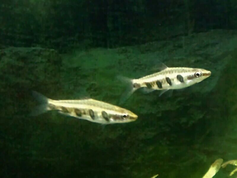 Poisson-crayon d'Espe