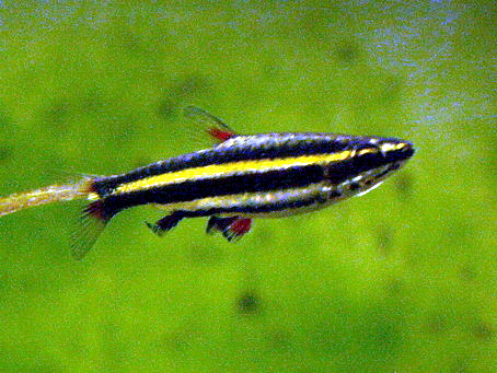 Nannostome nain