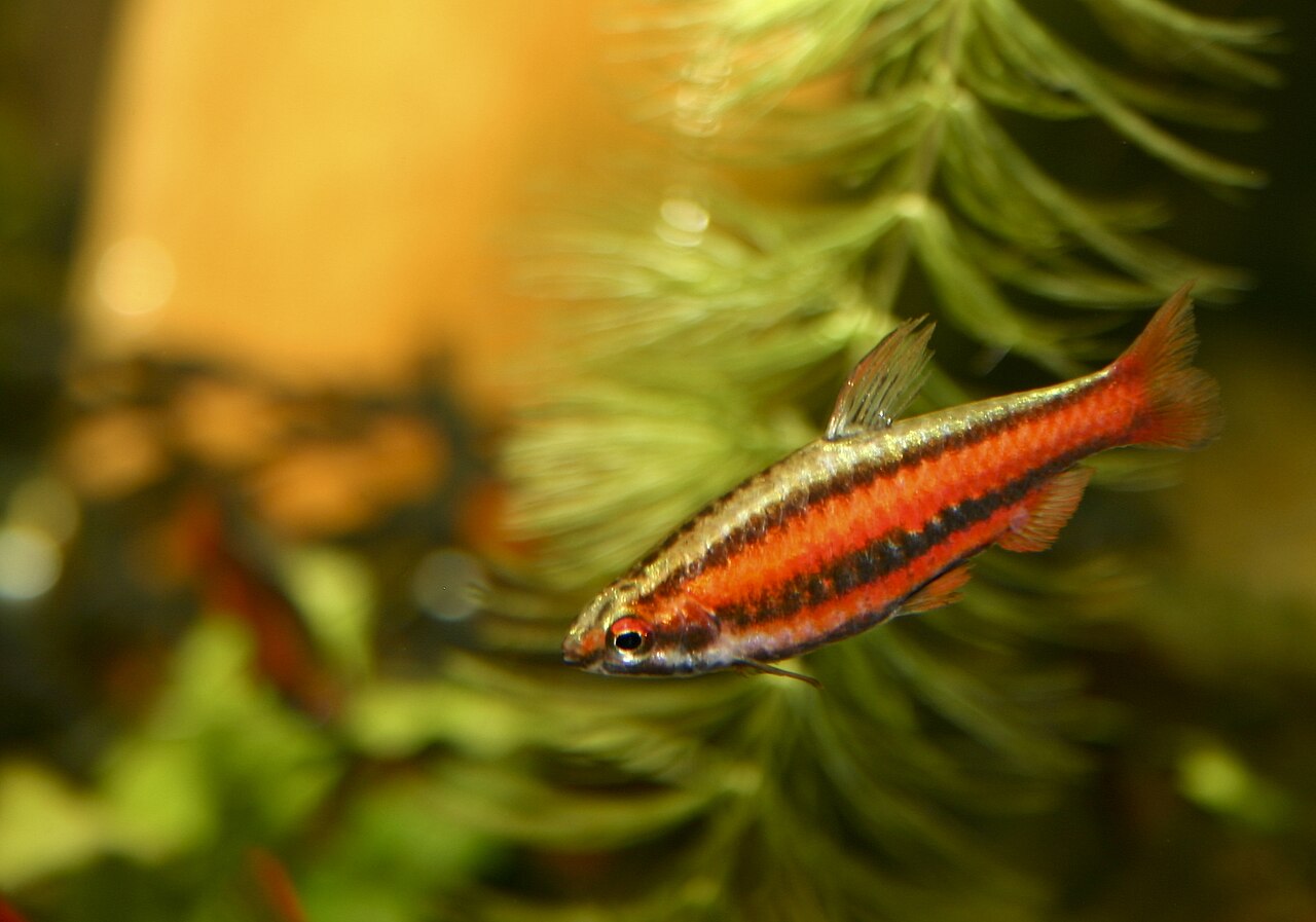 Poisson-crayon rouge corail