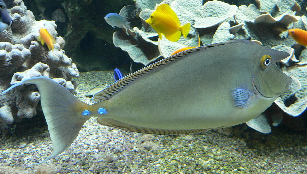 Chirurgien licorne à épine bleue