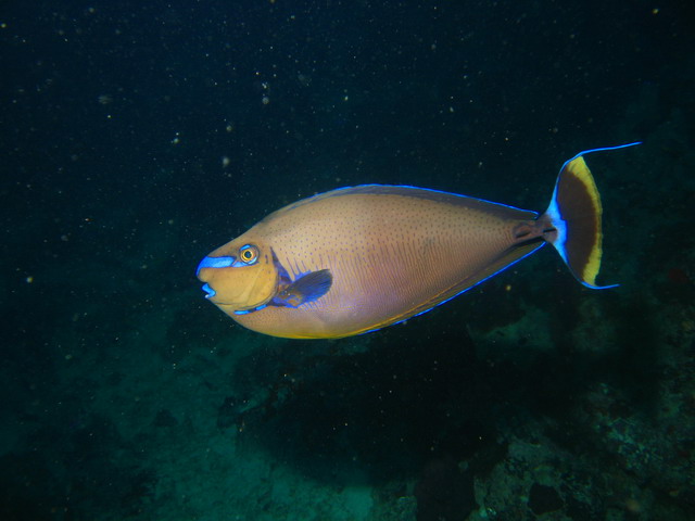Chirurgien de Vlaming