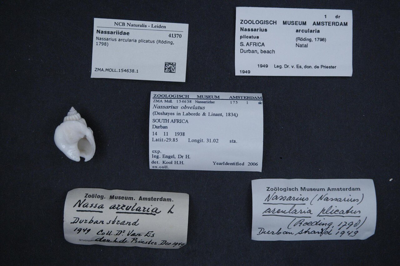 Nasse arcularia