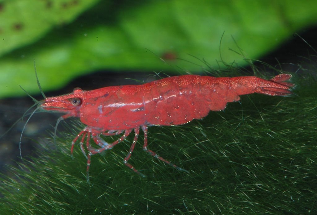 Crevette Sakura