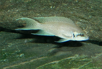 Lamprologus de Brichard