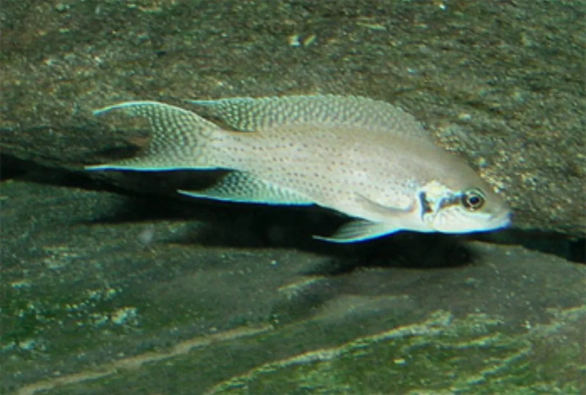 Lamprologus de Brichard — photo 1 sur 4