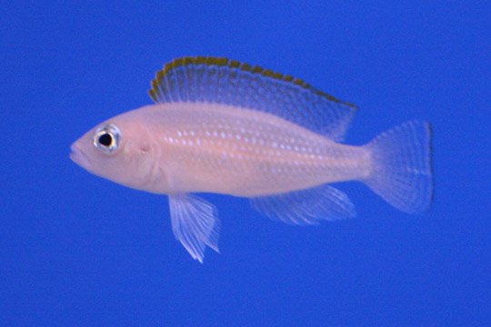 Neolamprologus à points caudaux
