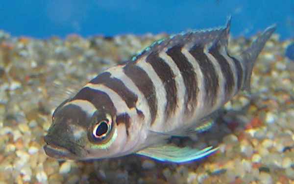 Cichlidé cylindrique