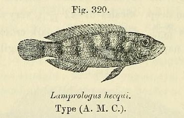 Neolamprologus de Hecqu