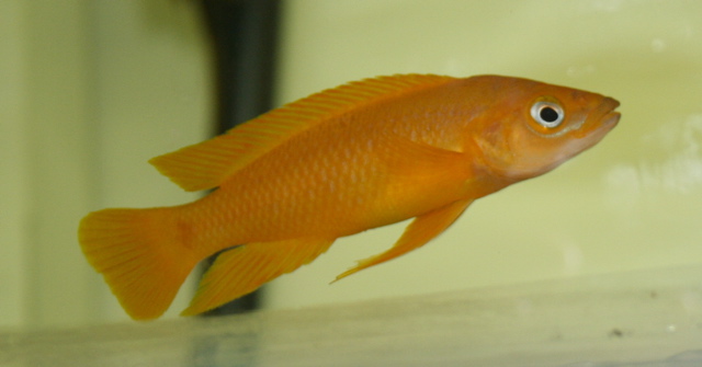 Cichlidé citron