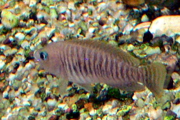 Neolamprologus à multiples bandes