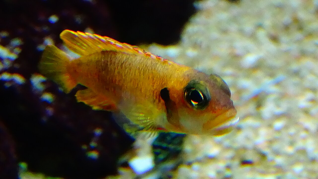 Neolamprologus ocellé