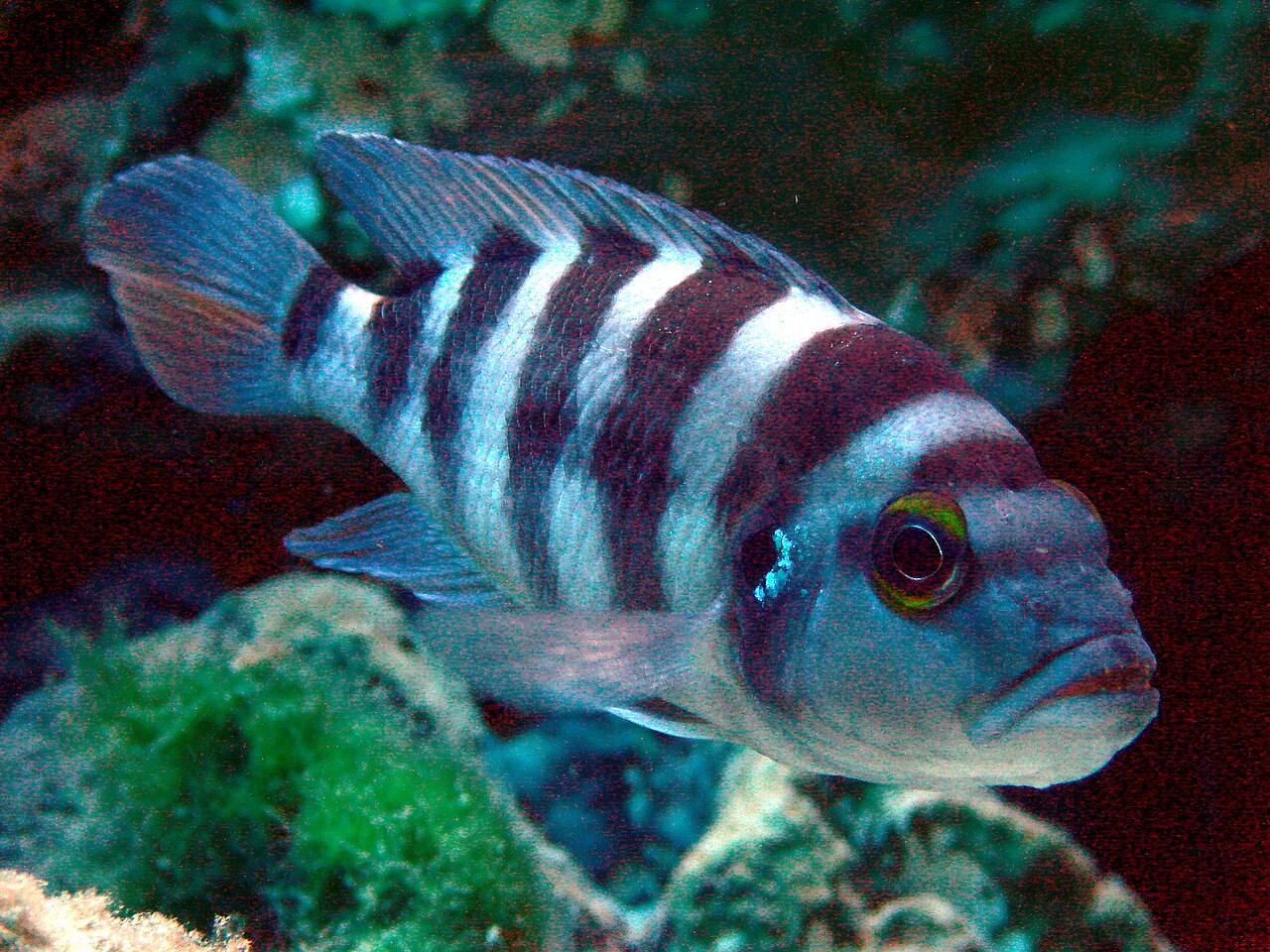 Cichlidé à six bandes