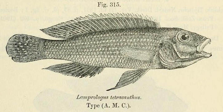 Neolamprologus à quatre épines