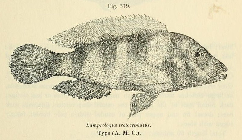 Neolamprologus tretocephalus