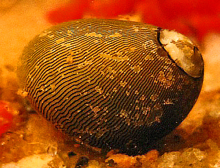 Nérite rouge
