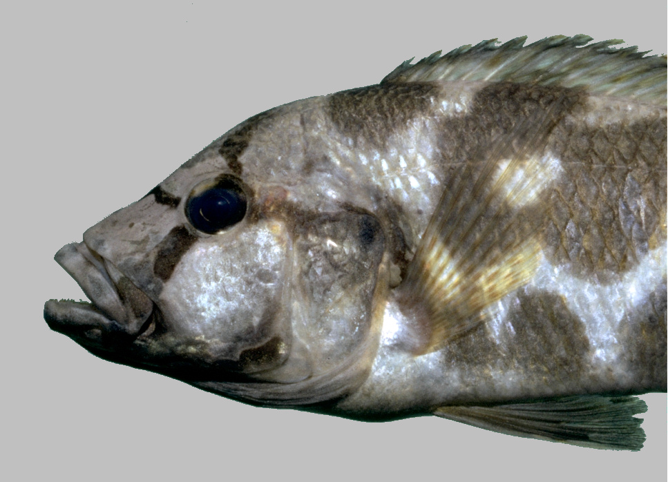 Cichlidé de Livingstone