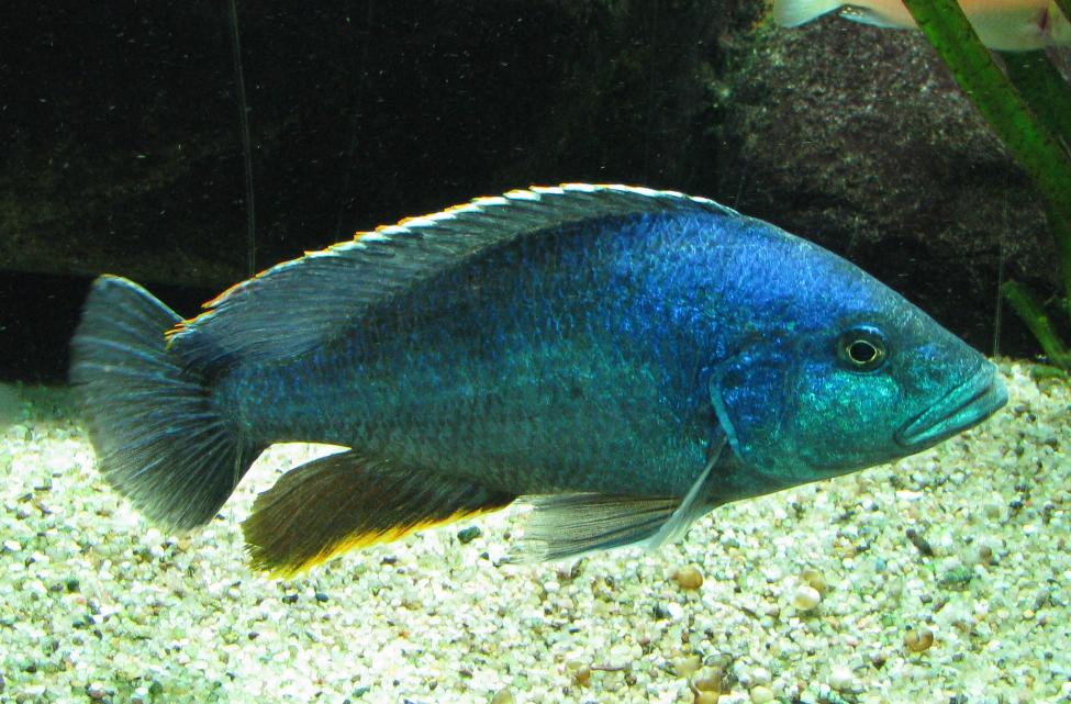 Cichlidé polystigma