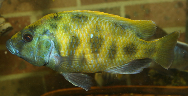 Cichlidé venustus