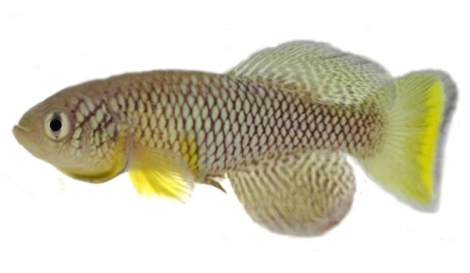 Killie de Furzer