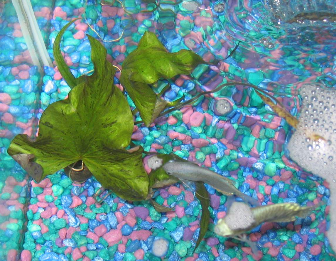 Nénuphar tigre