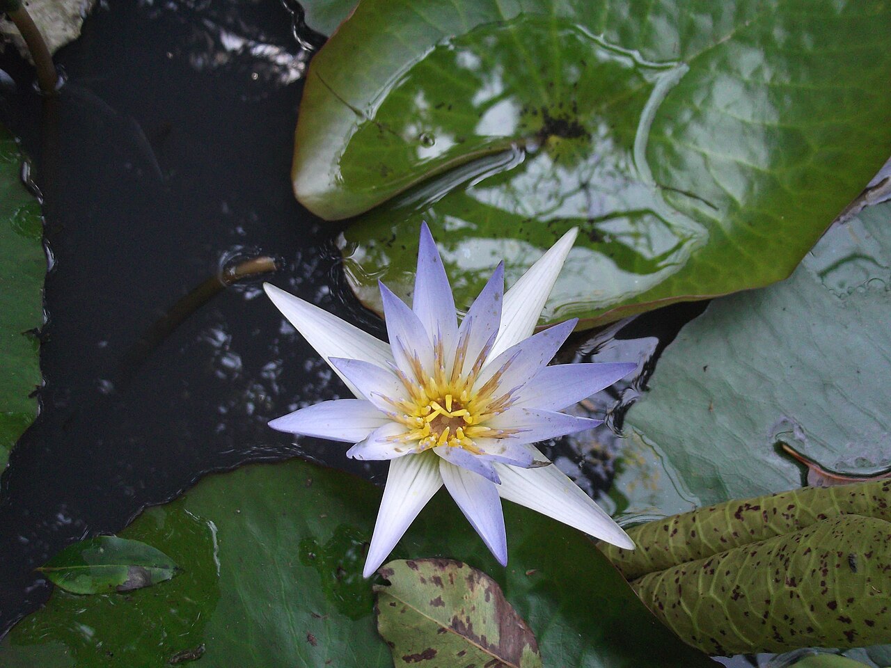 Nénuphar étoilé