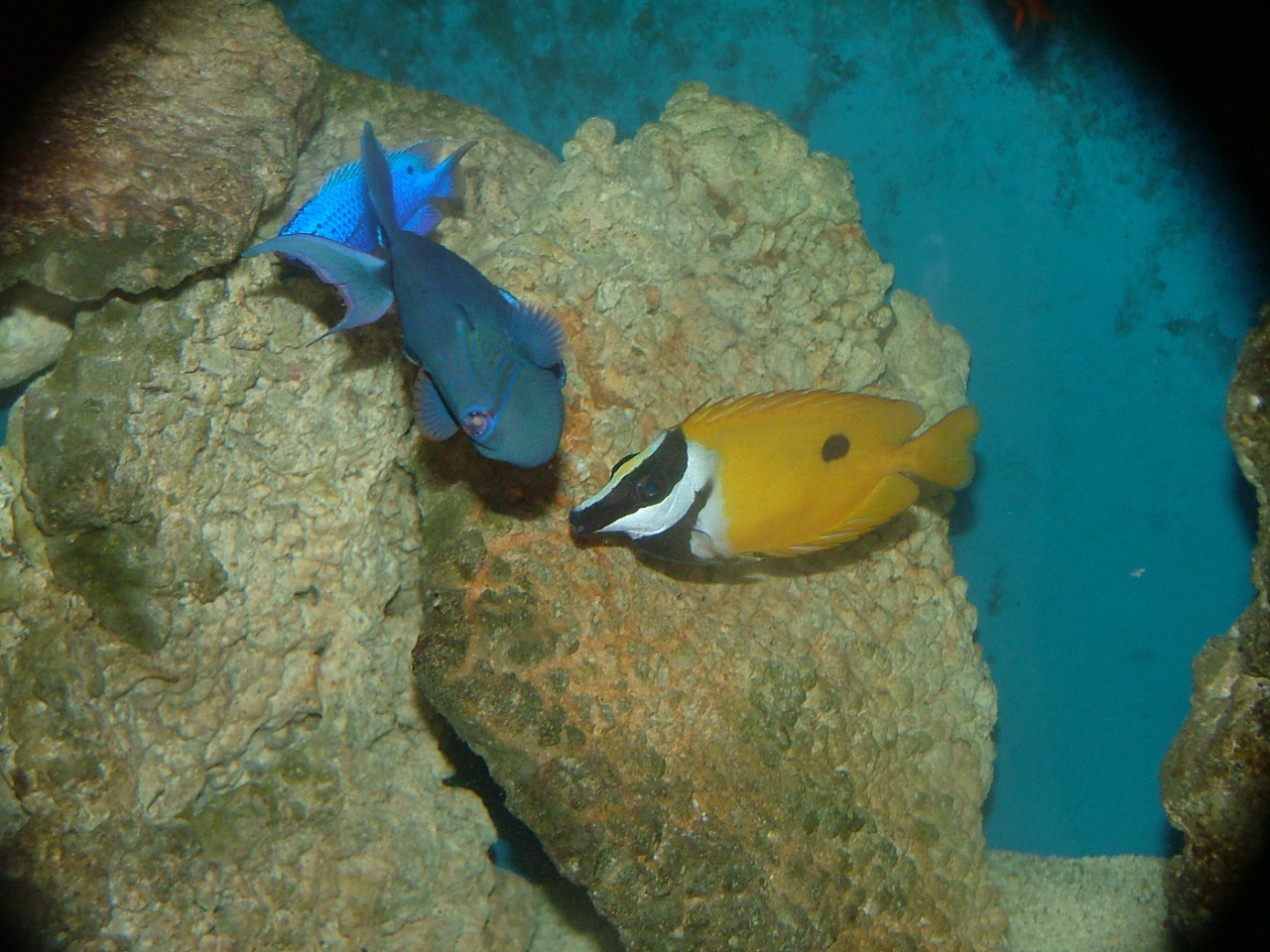 Baliste à dents rouges